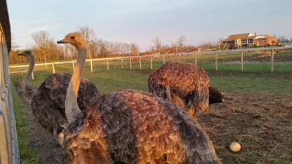 Ostrich Land - Attractions touristiques