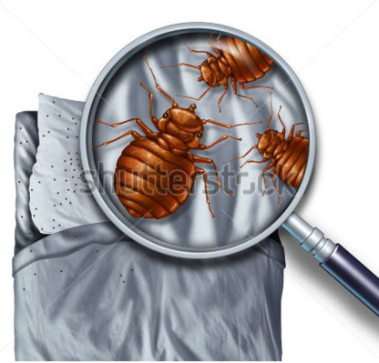 Peste Detective - Extermination et fumigation