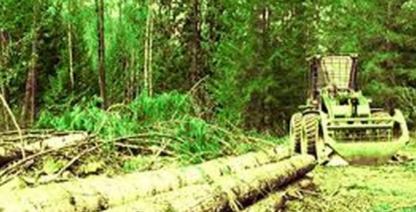 Coupe Forestière MN - Service d'entretien d'arbres
