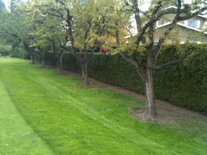 A-All Exterior Hedge & Tree Service - Landscape Contractors & Designers