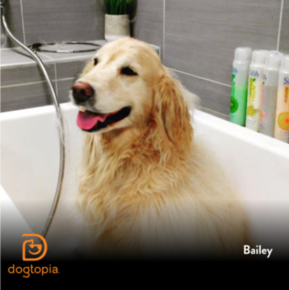 Dogtopia of McCall - Services pour animaux de compagnie