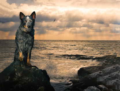 Bob Vanderford Photography - Imagerie, impression et photographie numérique