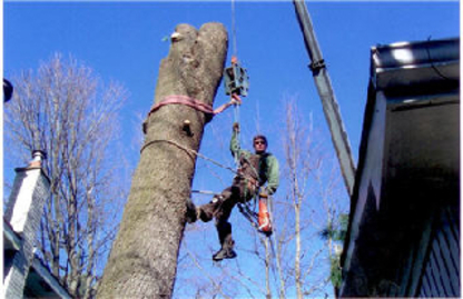 AAA Tree Service - Service d'entretien d'arbres