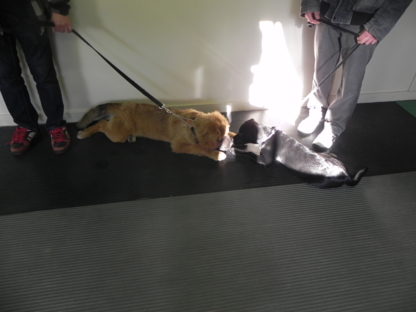 Ecole D'Obéissance Canine De Joliette - Dog Training & Pet Obedience Schools