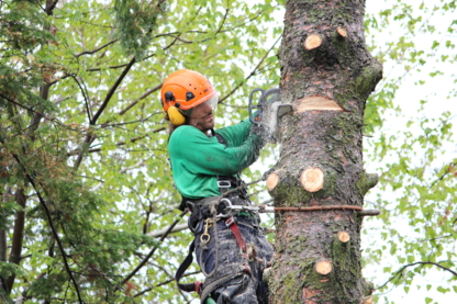 Arboplus - Service d'entretien d'arbres