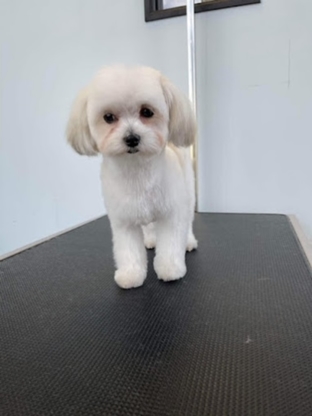 Prestige Dog Grooming School - Special Purpose Academic Schools