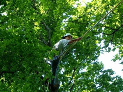 Meadowood Tree Service - Tree Service