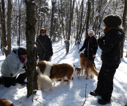 Karyn Bourbonnais Comportement Canin - Dressage et éducation d'animaux de compagnie