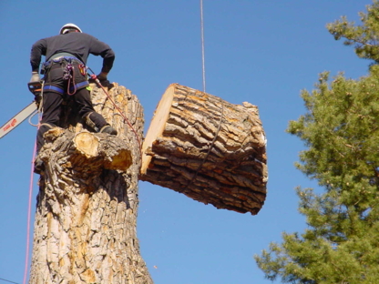 Tillmon Tree Service - Tree Service