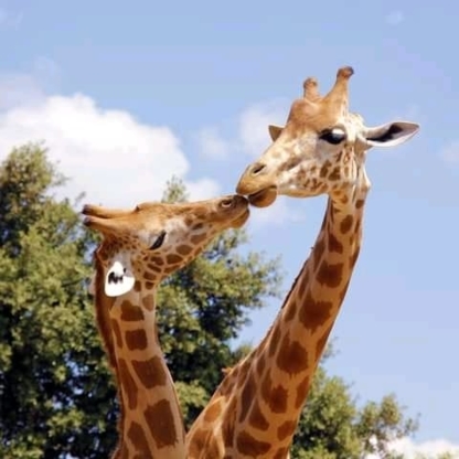 Best Safari Tour Adventure Canada Incorporated - Attractions touristiques