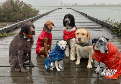 Adventures Unleashed - Dog Training & Pet Obedience Schools