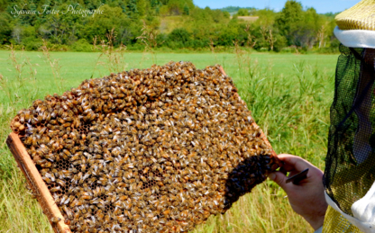 Miel des Grands Jardins - Farms & Ranches