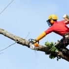 Abattage Brisebois Inc - Service d'entretien d'arbres