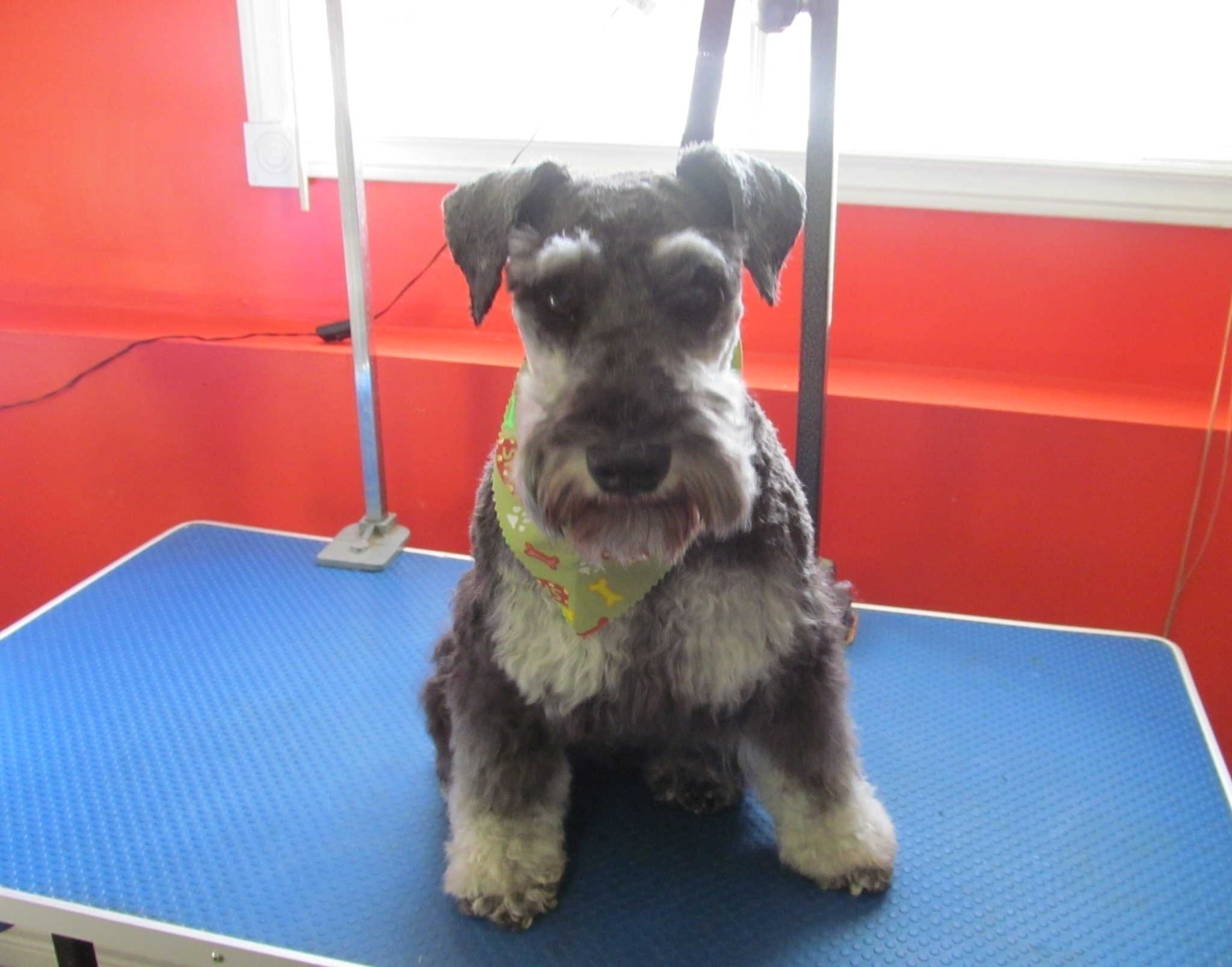 View Jeanette's Dog Grooming’s Paradise profile