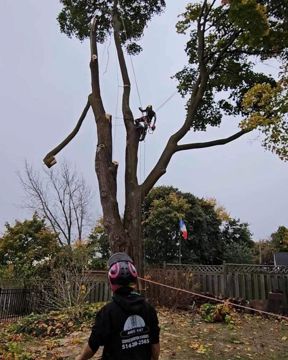 Arbre KBT Élagage, émondage et abattage d'arbre - Tree Service
