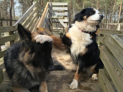 Pine Ridge Pet Centre Ltd - Chenils