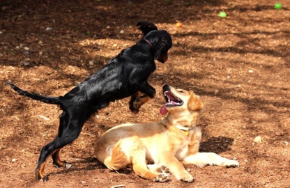 Doggonit Doggy Daycare Inc - Services pour animaux de compagnie