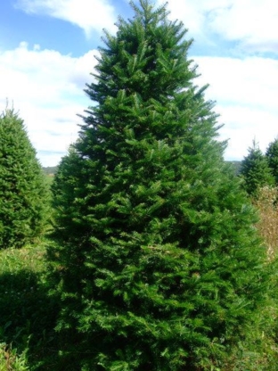 Sapinière Régis Harpon - Christmas Trees