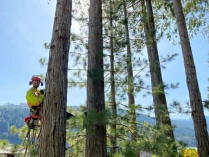 Totem Tree Service - Tree Service