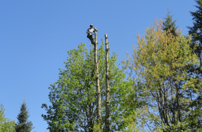 Abattage Denis Savard - Tree Service