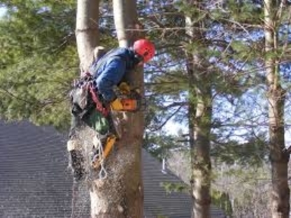 West Tree Services - Tree Service