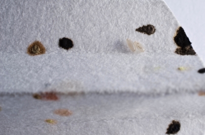 Bug Managers Pest Control - Pest Control Services