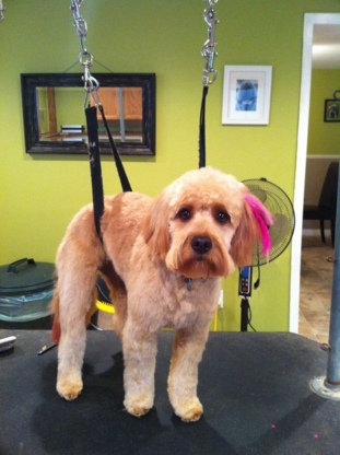 Style & Grace Pet Salon - Pet Grooming, Clipping & Washing
