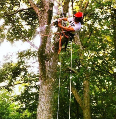 TimberSafe Tree Trimming and Removal - Tree Service