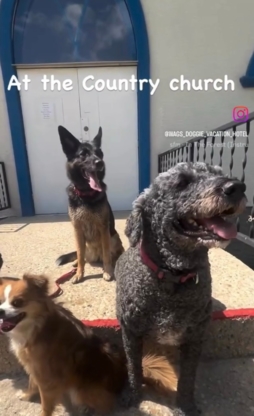 Wag S Doggie Vacation Hotel And Resort - Garderie d'animaux de compagnie