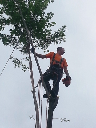 Émondage Mario Béland - Tree Service