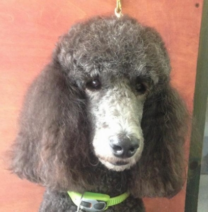 Toilettage Tête à Queue - Toilettage et tonte d'animaux domestiques