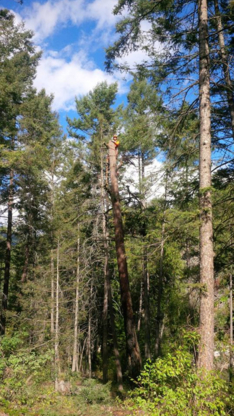 Gaudet Tree Services - Service d'entretien d'arbres