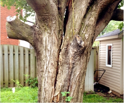 Cutting Edge Tree Services - Service d'entretien d'arbres