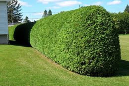 ES Paysager - Tree Service