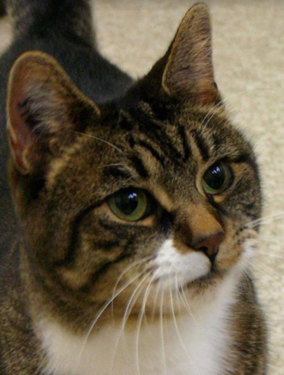 Courtenay Veterinary Clinic