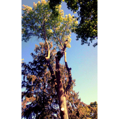 Reliable Tree Service - Service d'entretien d'arbres