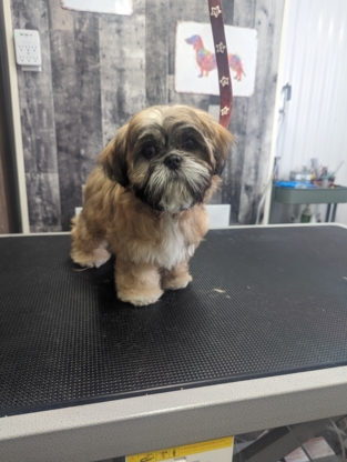 Divinement Bête - Pet Grooming, Clipping & Washing