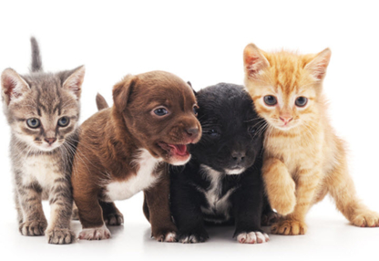 Stave Lake Veterinary Hospital - Veterinarians