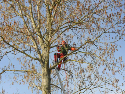Essouchement De La Capitale et Service D'Arbres - Service d'entretien d'arbres