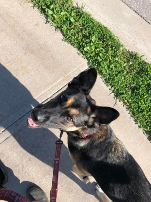 Furry Logic Dog Training - Dog Training & Pet Obedience Schools