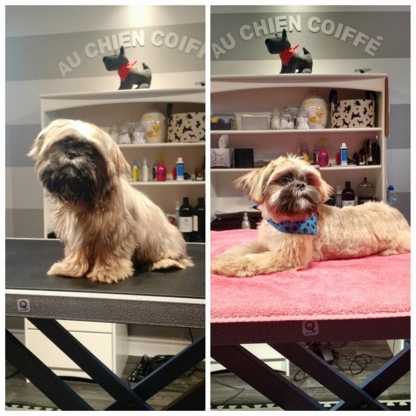 Au Chien Coiffé - Pet Grooming, Clipping & Washing