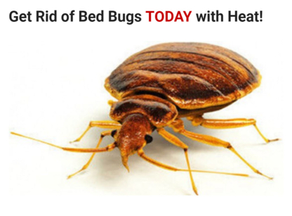 Bed Bugs Dead Bugs Inc. - Extermination et fumigation
