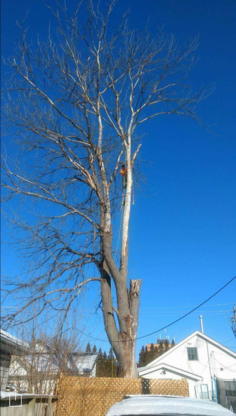 Out On A Limb Tree Service - Service d'entretien d'arbres