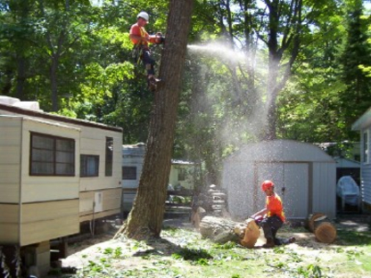 Treeworks - Conseillers en arbres