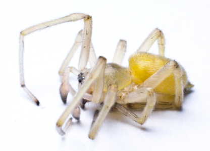 Bug Managers Pest Control - Avifuges et produits contre les oiseaux