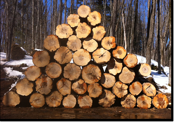 Larry Miscio Logging & Firewood Sales - Logging Companies & Contractors