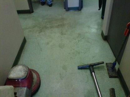 Steamex Carpet Cleaning & Janitorial - Carpet & Rug Cleaning