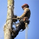 Abattage Brisebois Inc - Tree Service