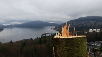Devine Arboricultural Solutions - Tree Service
