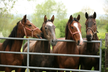 Total Equine Veterinary Services - Veterinarians